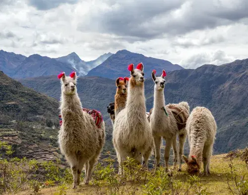 Mountain Lodges of Peru - Lares 6 Day