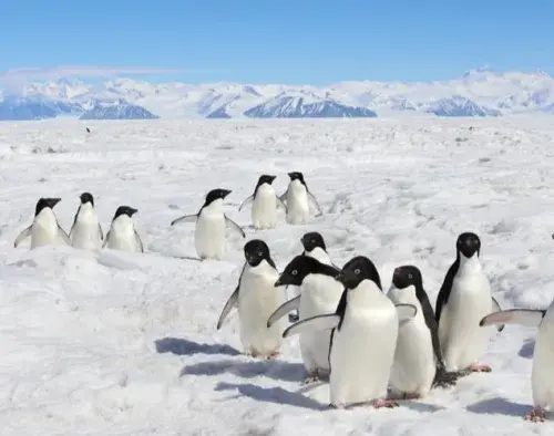 In the Wake of Scott and Shackleton | Heritage Adventurer