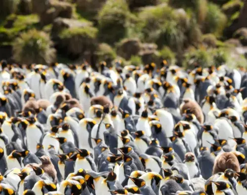 Galapagos of the Southern Ocean | Heritage Adventurer