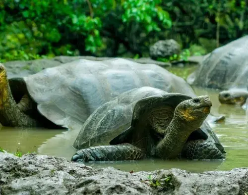 Signature Galapagos Express