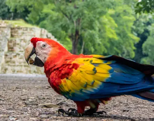 Copan Honduras Extension