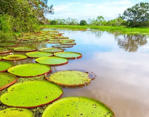 Ecuador Amazon Extension | Sacha Lodge