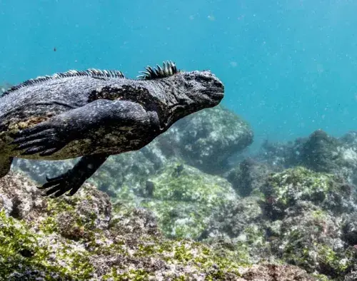  Galapagos Southern Islands | Ocean Spray