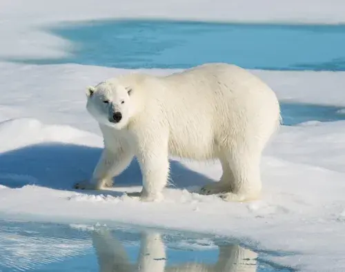 In the Heart of the Northwest Passage | Le Boreal