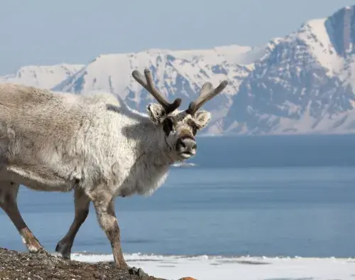 Svalbard Odyssey | Greg Mortimer