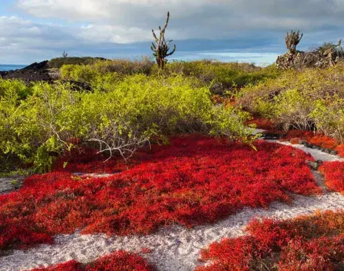 Galapagos Southern Islands Cruise | Endemic
