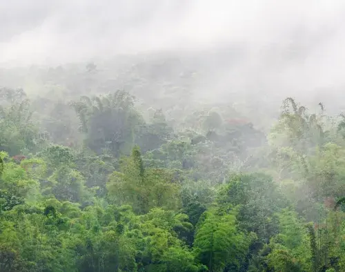 Highland Markets & Cloud Forest Extension