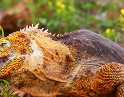 Galapagos North Western Islands | Hermes