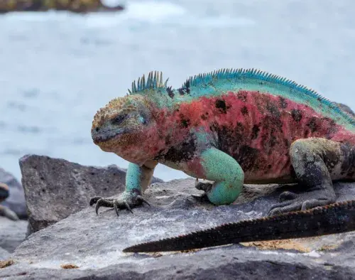 Galapagos Cruise East & Southern Islands | Seaman Journey 