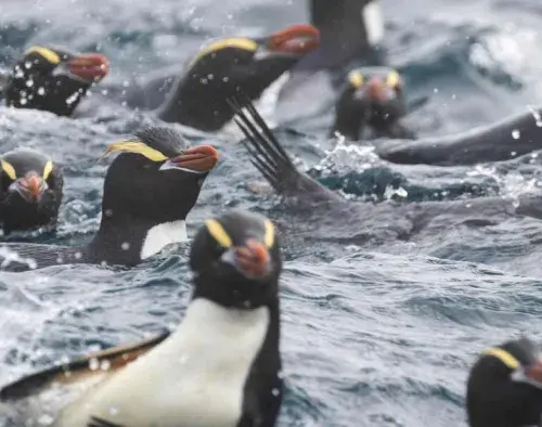 Birding Down Under | Heritage Adventurer