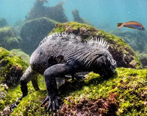 Galapagos Complete Cruise | Seaman Journey