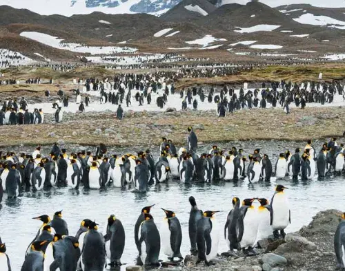 Falkland Islands, South Georgia & Antarctica 20 Day | Discoverer