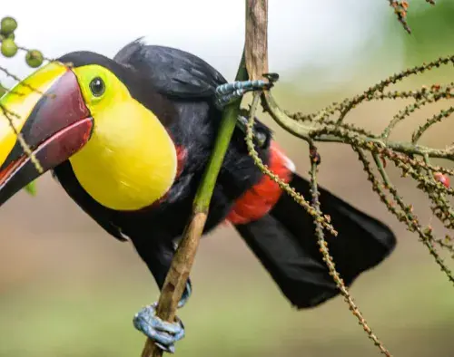 Tortuguero Extension