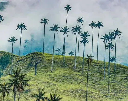 Cocora Valley Extension