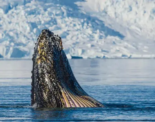 Antarctic Peninsula: The Classic Voyage | Ocean Nova 