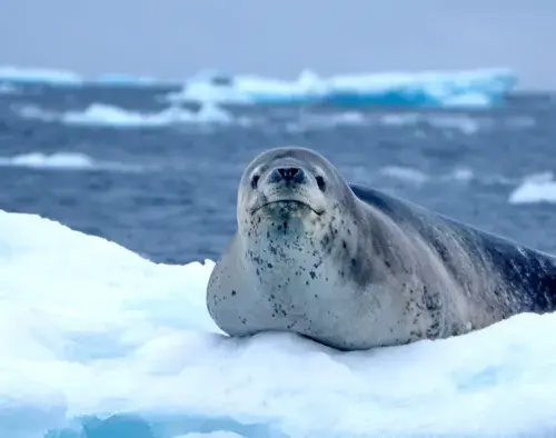 Antarctic Peninsula: An Explorer's Expedition | Ocean Nova