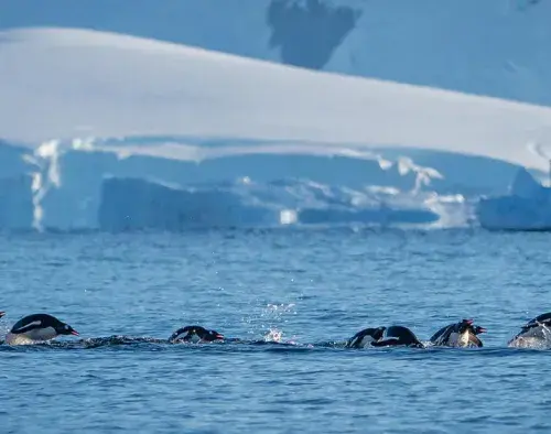 Celebrating New Years In Antarctica | Ocean Nova