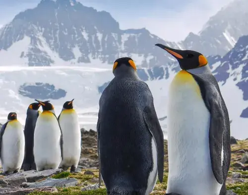 Ultimate Explorer: Falklands, South Georgia & Antarctic Circle | Ocean Nova