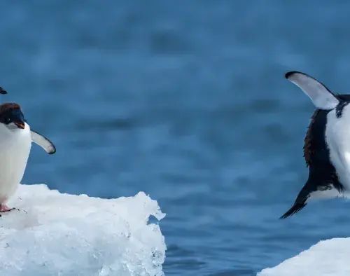 Antarctic Express: Fly South, Cruise North | World Voyager
