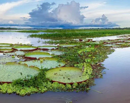 Peru Amazon Cruise 5 Days | Zafiro