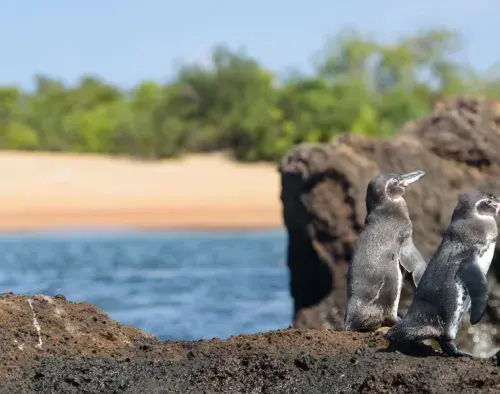 Galapagos 8 Day Western Islands Cruise | Monique