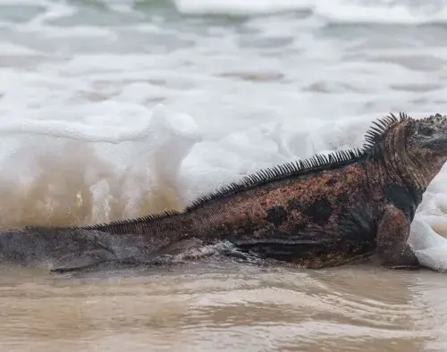 Galapagos Western Islands Cruise | Elite