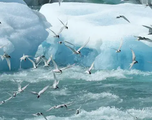 In the Ice of the Arctic: from Greenland to Svalbard | Le Commandant Charcot