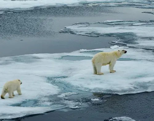 Polar Bears in the Changing Arctic: New Scientist Discovery | Sylvia Earle