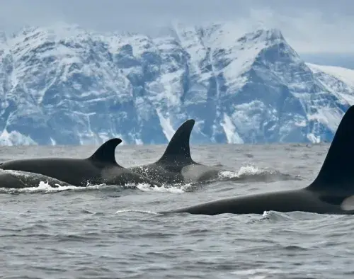 Polar Odyssey between Northeast Greenland & Spitsbergen | Le Commandant Charcot