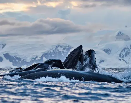 Best of Antarctica's Whale Season 26/27 | Discoverer