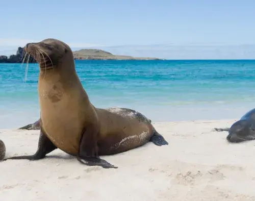 Southern Galapagos Cruise 6 Day Itinerary A | Sea Star