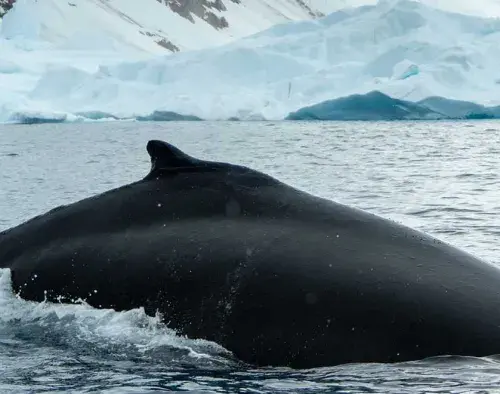 Antarctica's Whale Season | Ocean Nova