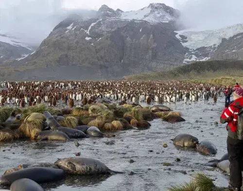 Extended Falklands, South Georgia & Antarctica | Ocean Nova