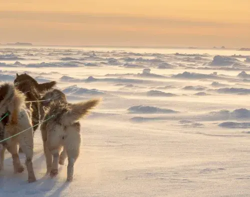 Encounter with the Last Guardians of the North Pole | Le Commandant Charcot 