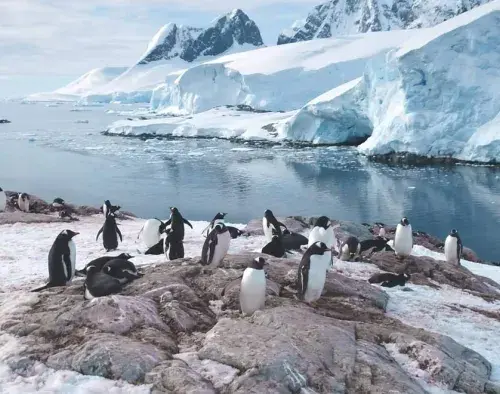 Cruise to the Antarctic Circle | SH Vega