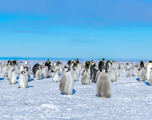 Ross Sea Expedition Feb 2029 | Le Soleal